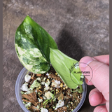 Scindapsus Jade Satin Variegated Plant - Rare Tropical Plant - EXACT Plant - US Seller