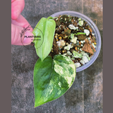 Scindapsus Jade Satin Variegated Plant - Rare Tropical Plant - EXACT Plant - US Seller