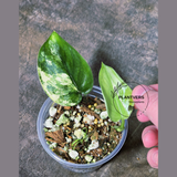 Scindapsus Jade Satin Variegated Plant - Rare Tropical Plant - EXACT Plant - US Seller