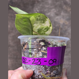 Scindapsus Jade Satin Variegated Plant - Rare Tropical Plant - EXACT Plant - US Seller