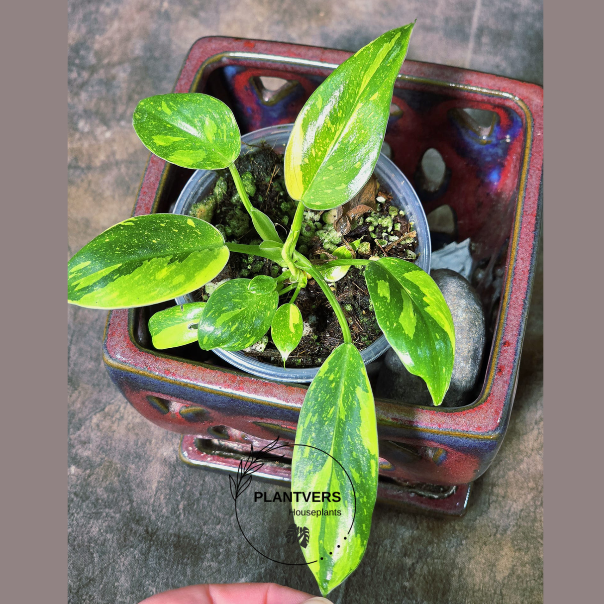 Philodendron Green Congo Hybrid Variegated - SAME Potted Plant as Image - US Seller