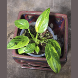 Philodendron Green Congo Hybrid Variegated - SAME Potted Plant as Image - US Seller