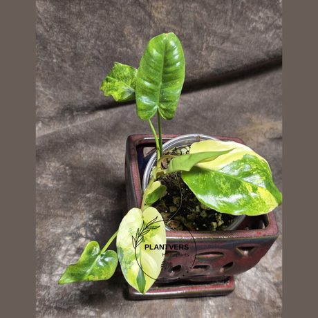 Variegated Burle Marx Philodendron - Tropical Houseplant - Rare EXACT Plant - US Seller