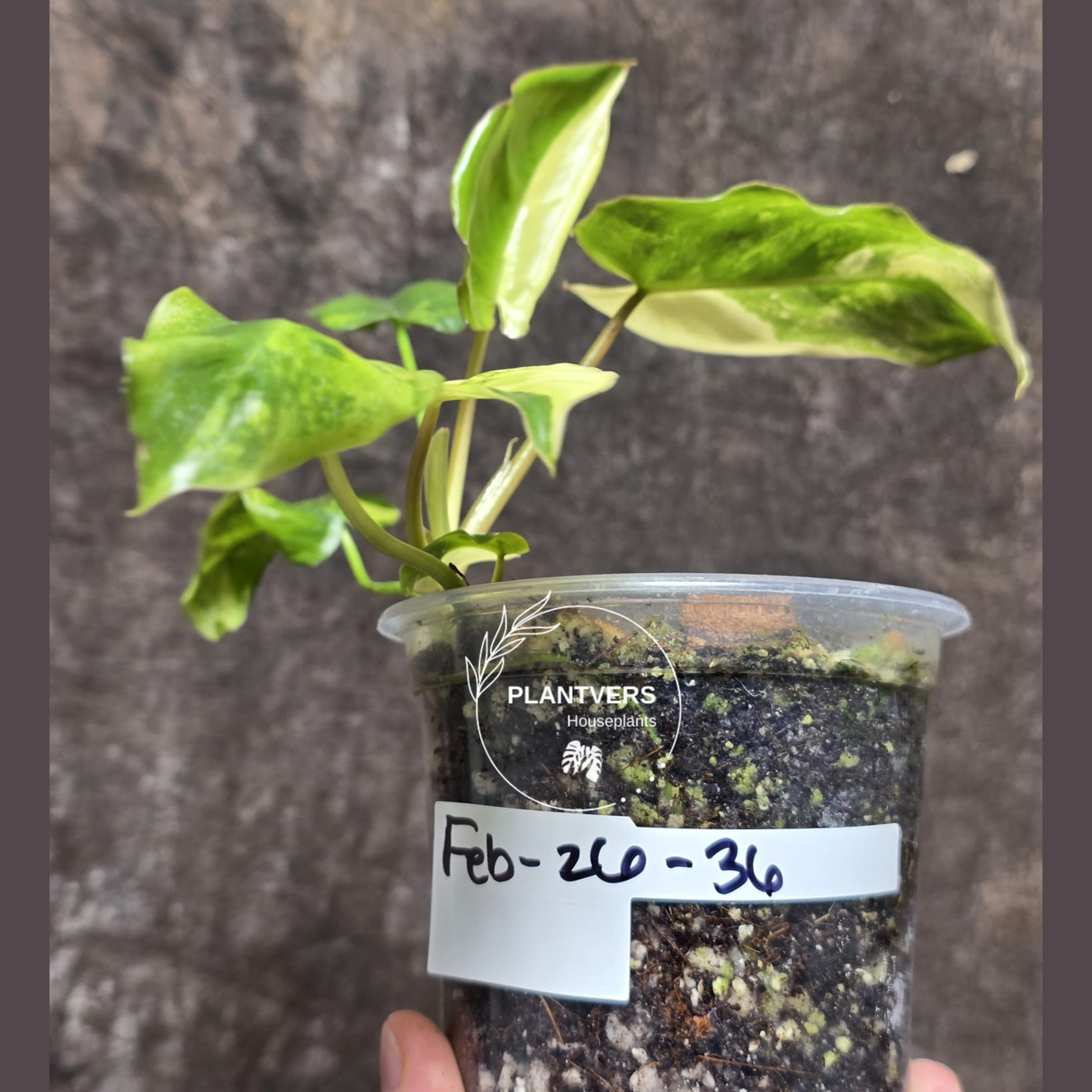 Variegated Burle Marx Philodendron - Tropical Houseplant - Rare EXACT Plant - US Seller