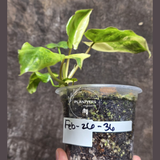 Variegated Burle Marx Philodendron - Tropical Houseplant - Rare EXACT Plant - US Seller