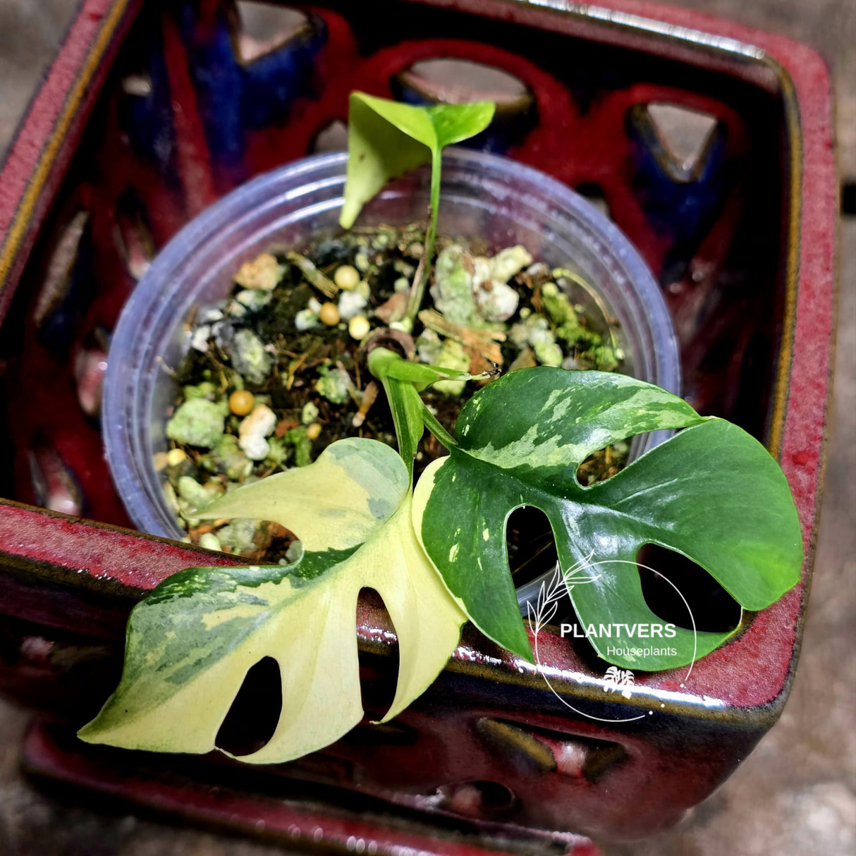 Variegated Rhaphidophora Tetrasperma Albo - Rare Collector Plant - Exact SAME Plant - US Seller