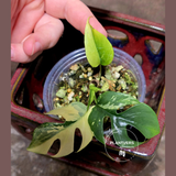 Variegated Rhaphidophora Tetrasperma Albo - Rare Collector Plant - Exact SAME Plant - US Seller