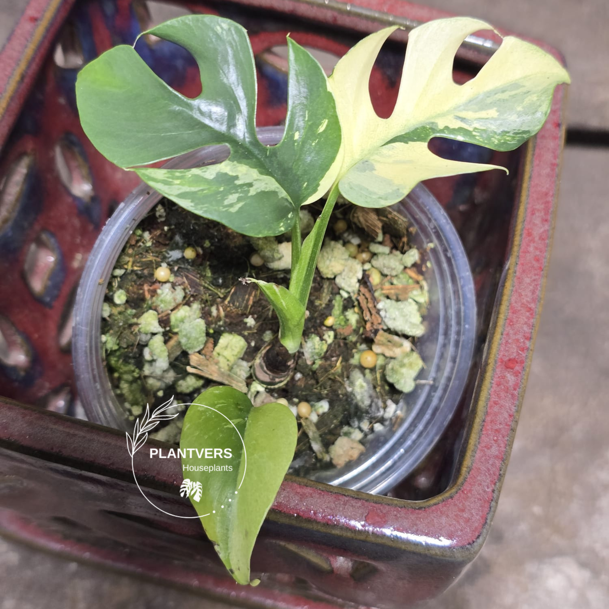 Variegated Rhaphidophora Tetrasperma Albo - Rare Collector Plant - Exact SAME Plant - US Seller