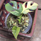 Variegated Rhaphidophora Tetrasperma Albo - Rare Collector Plant - Exact SAME Plant - US Seller