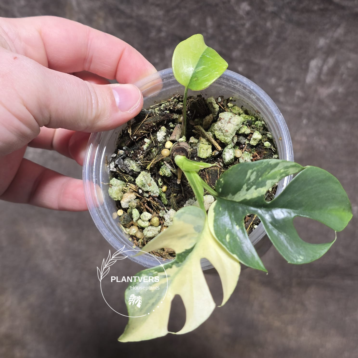 Variegated Rhaphidophora Tetrasperma Albo - Rare Collector Plant - Exact SAME Plant - US Seller