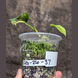 Variegated Rhaphidophora Tetrasperma Albo - Rare Collector Plant - Exact SAME Plant - US Seller