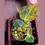 Variegated Philodendron Mican Aurea in a Nursery Pot - Rare Collector Plant - EXACT Plant - US SELLER