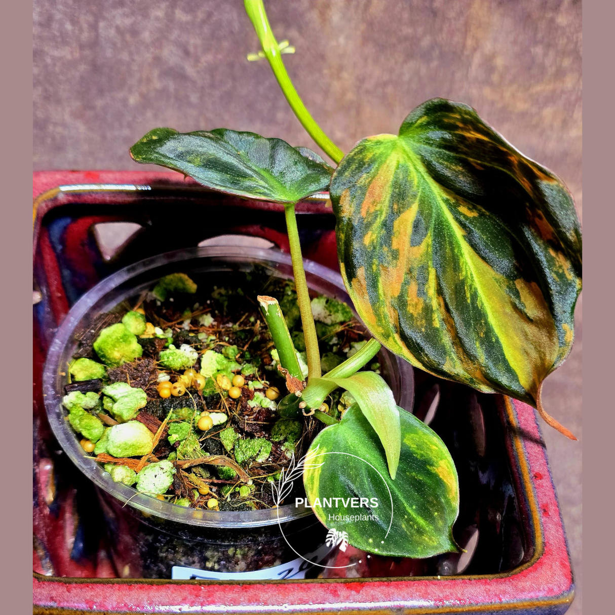 Variegated Philodendron Mican Aurea in a Nursery Pot - Rare Collector Plant - EXACT Plant - US SELLER