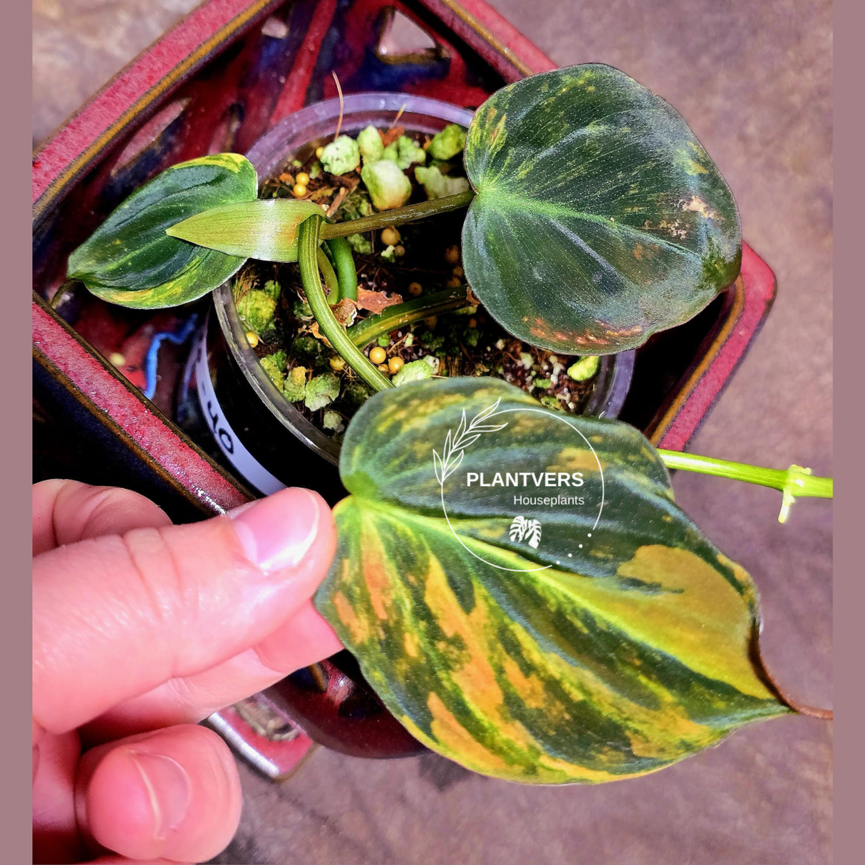 Variegated Philodendron Mican Aurea in a Nursery Pot - Rare Collector Plant - EXACT Plant - US SELLER
