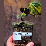 Variegated Philodendron Mican Aurea in a Nursery Pot - Rare Collector Plant - EXACT Plant - US SELLER