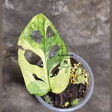 High Variegated White Monstera Adansonii Albo - Rare Collector Swiss Cheese Plant - EXACT Same Plant - US Seller