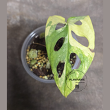 High Variegated White Monstera Adansonii Albo - Rare Collector Swiss Cheese Plant - EXACT Same Plant - US Seller