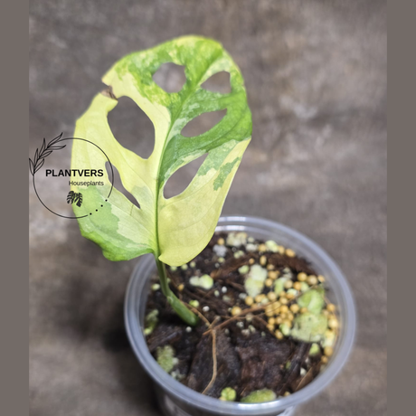 High Variegated White Monstera Adansonii Albo - Rare Collector Swiss Cheese Plant - EXACT Same Plant - US Seller