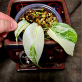 Variegated Monstera Albo - Rare White Monstera Borsigiana Baby Leaf EXACT Plant - US Seller