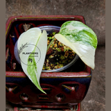 Variegated Monstera Albo - Rare White Monstera Borsigiana Baby Leaf EXACT Plant - US Seller