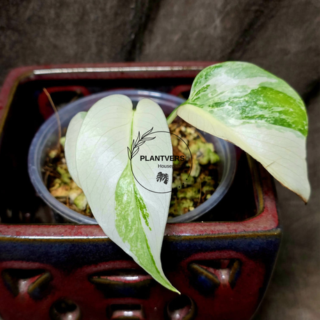 Variegated Monstera Albo - Rare White Monstera Borsigiana Baby Leaf EXACT Plant - US Seller