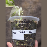 Variegated Monstera Albo - Rare White Monstera Borsigiana Baby Leaf EXACT Plant - US Seller