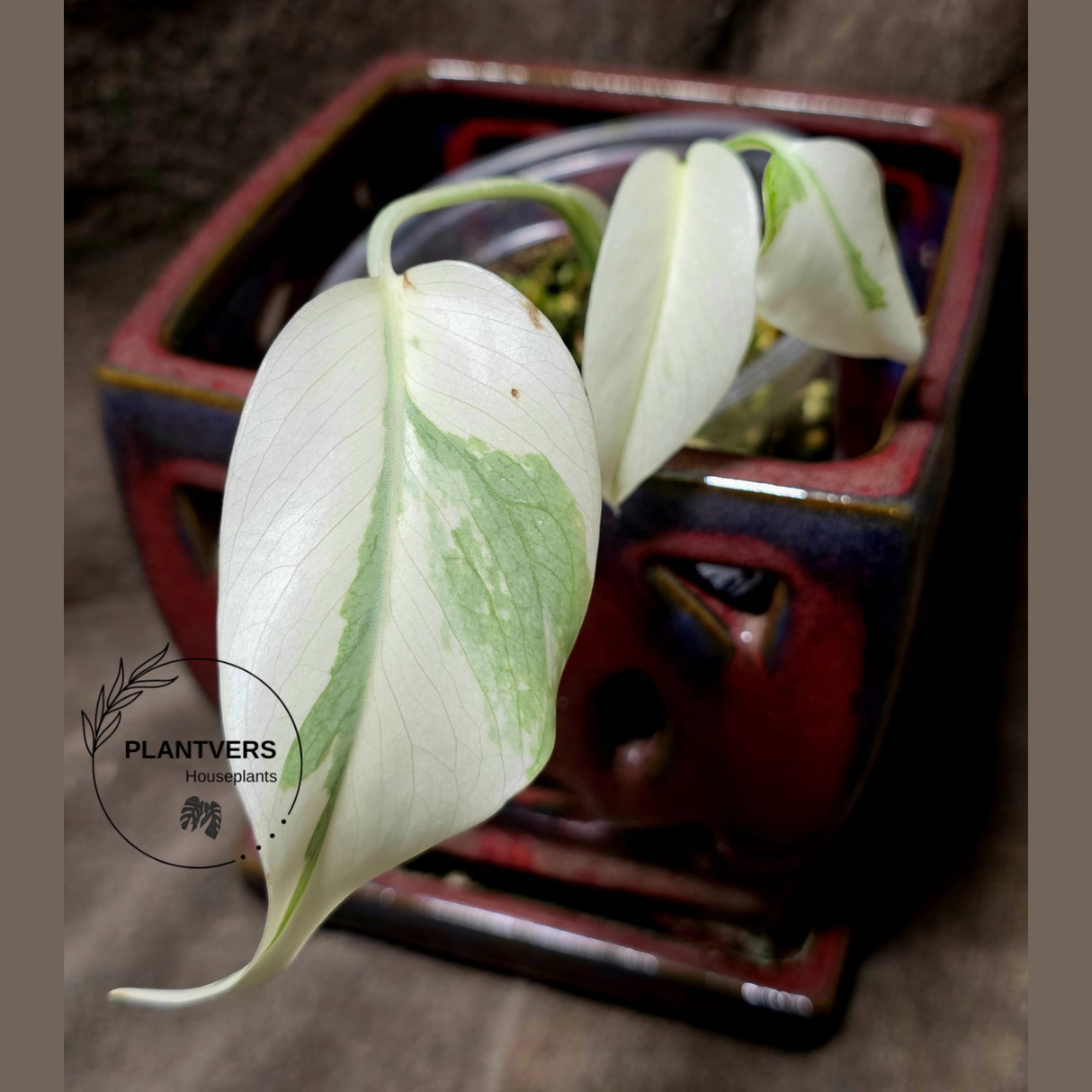 Variegated Monstera Albo - Rare White Monstera Borsigiana Baby Leaf EXACT Same Plant - US Seller