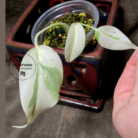 Variegated Monstera Albo - Rare White Monstera Borsigiana Baby Leaf EXACT Same Plant - US Seller