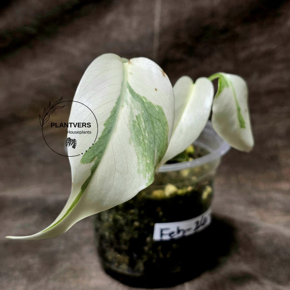 Variegated Monstera Albo - Rare White Monstera Borsigiana Baby Leaf EXACT Same Plant - US Seller
