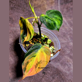 Variegated Philodendron Mican Aurea Potted Plant - Rare Collector Plant - EXACT Plant - US SELLER