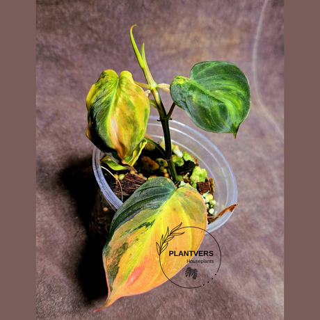 Variegated Philodendron Mican Aurea Potted Plant - Rare Collector Plant - EXACT Plant - US SELLER