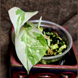 Variegated Monstera Albo Potted Plant - Rare White Monstera Borsigiana Baby Leaf EXACT Plant - US Seller