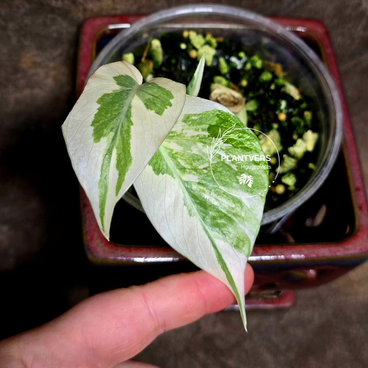 Variegated Monstera Albo Potted Plant - Rare White Monstera Borsigiana Baby Leaf EXACT Plant - US Seller