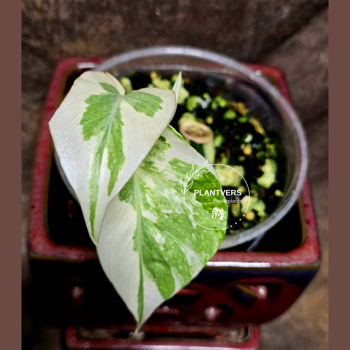 Variegated Monstera Albo Potted Plant - Rare White Monstera Borsigiana Baby Leaf EXACT Plant - US Seller