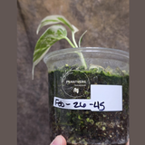 Variegated Monstera Albo Potted Plant - Rare White Monstera Borsigiana Baby Leaf EXACT Plant - US Seller