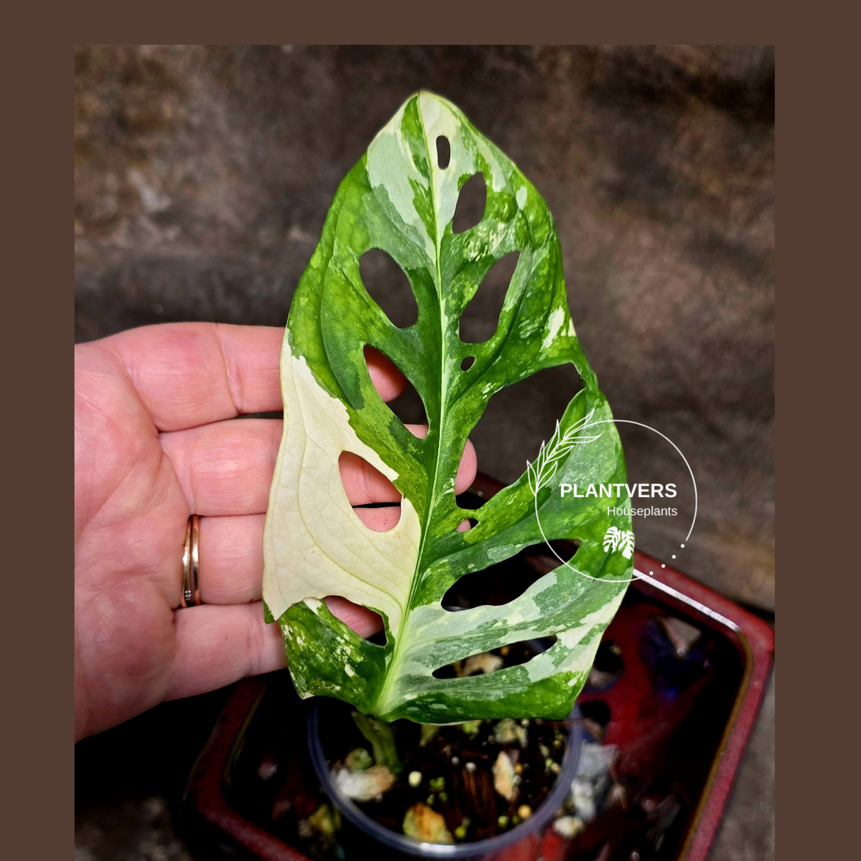 High Variegated White Monstera Adansonii Albo - Rare Collector Swiss Cheese Plant - EXACT Same Plant - US Seller