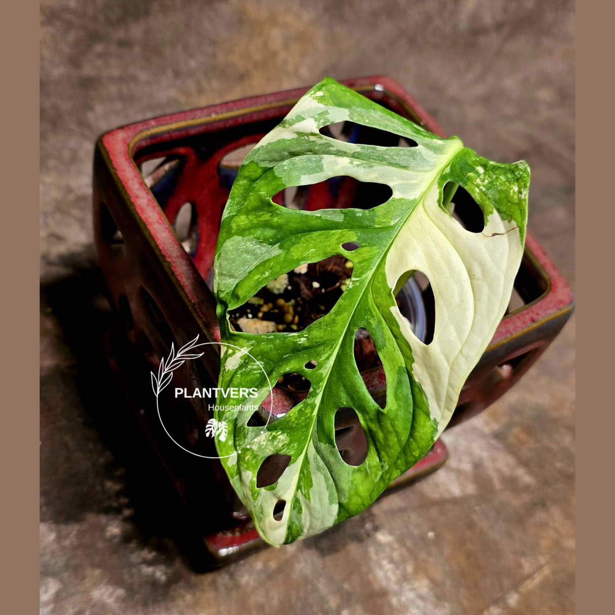 High Variegated White Monstera Adansonii Albo - Rare Collector Swiss Cheese Plant - EXACT Same Plant - US Seller