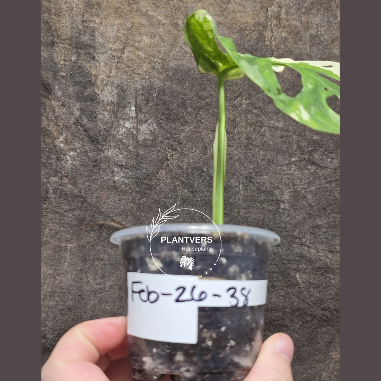 High Variegated White Monstera Adansonii Albo - Rare Collector Swiss Cheese Plant - EXACT Same Plant - US Seller