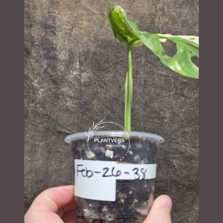 High Variegated White Monstera Adansonii Albo - Rare Collector Swiss Cheese Plant - EXACT Same Plant - US Seller