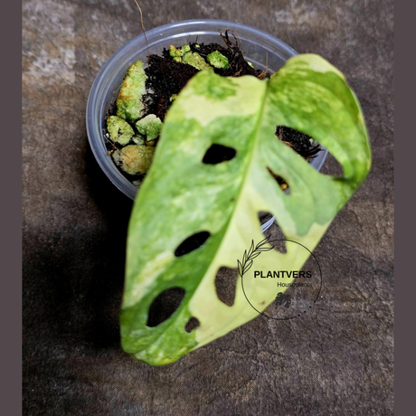 High Variegated White Monstera Adansonii Albo Plant - Rare Collector Swiss Cheese Plant - EXACT Same Plant - US Seller (Copy)