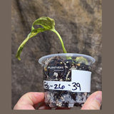 High Variegated White Monstera Adansonii Albo Plant - Rare Collector Swiss Cheese Plant - EXACT Same Plant - US Seller (Copy)