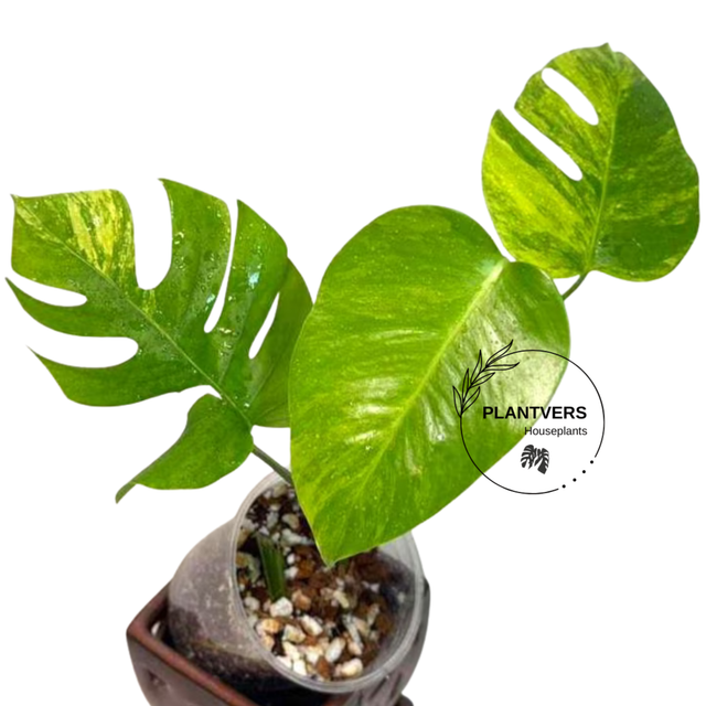 Monstera Aurea Variegated Plant