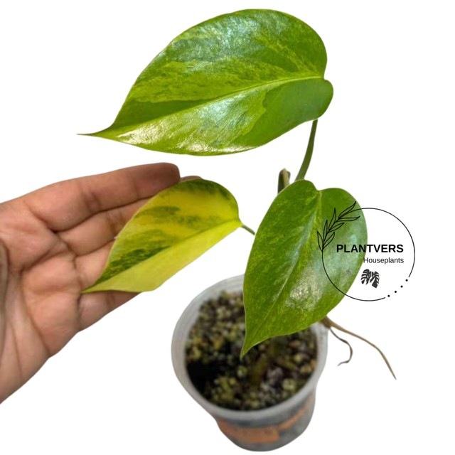 Monstera Aurea Variegated Plant