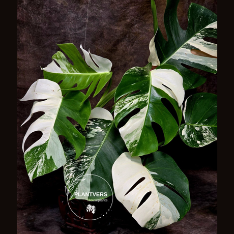 Rare Variegated Monstera Albo - White Albo Borsigiana Mature EXACT Same Plant - US Seller