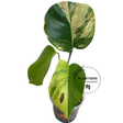 Monstera Aurea Variegated Plant
