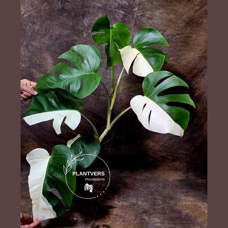 Rare Variegated Monstera Albo Half-Moon Leaf Plant - White Albo Borsigiana Plant - EXACT Plant - US Seller