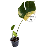 Monstera Aurea Variegated Plant