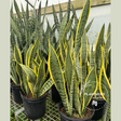 Mother-In-Law's-Tongue Plant, Sansevieria Laurentii 