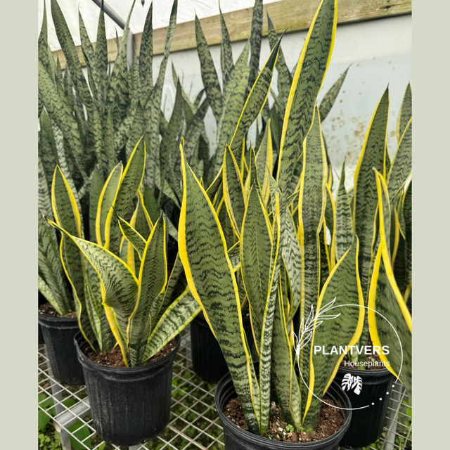Mother-In-Law's-Tongue Plant, Sansevieria Laurentii 