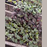 Calathea Live Plant